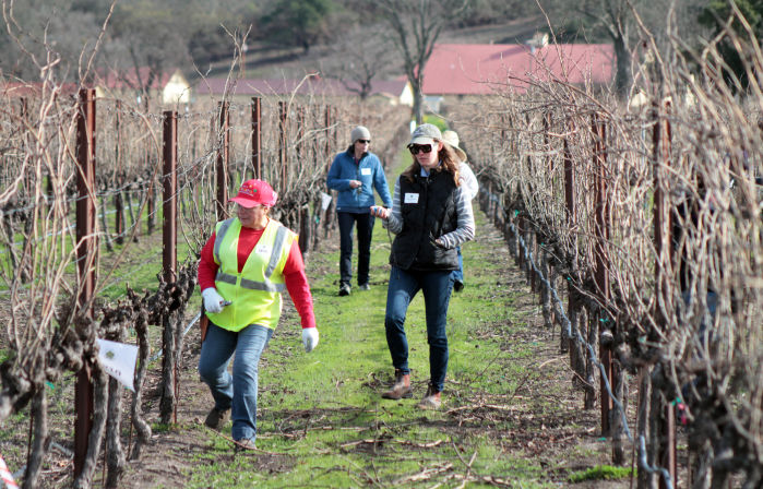 Napa County Pruning Contest 2014
